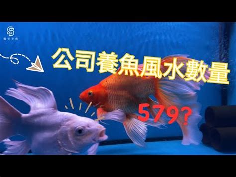 垃圾魚算風水魚嗎